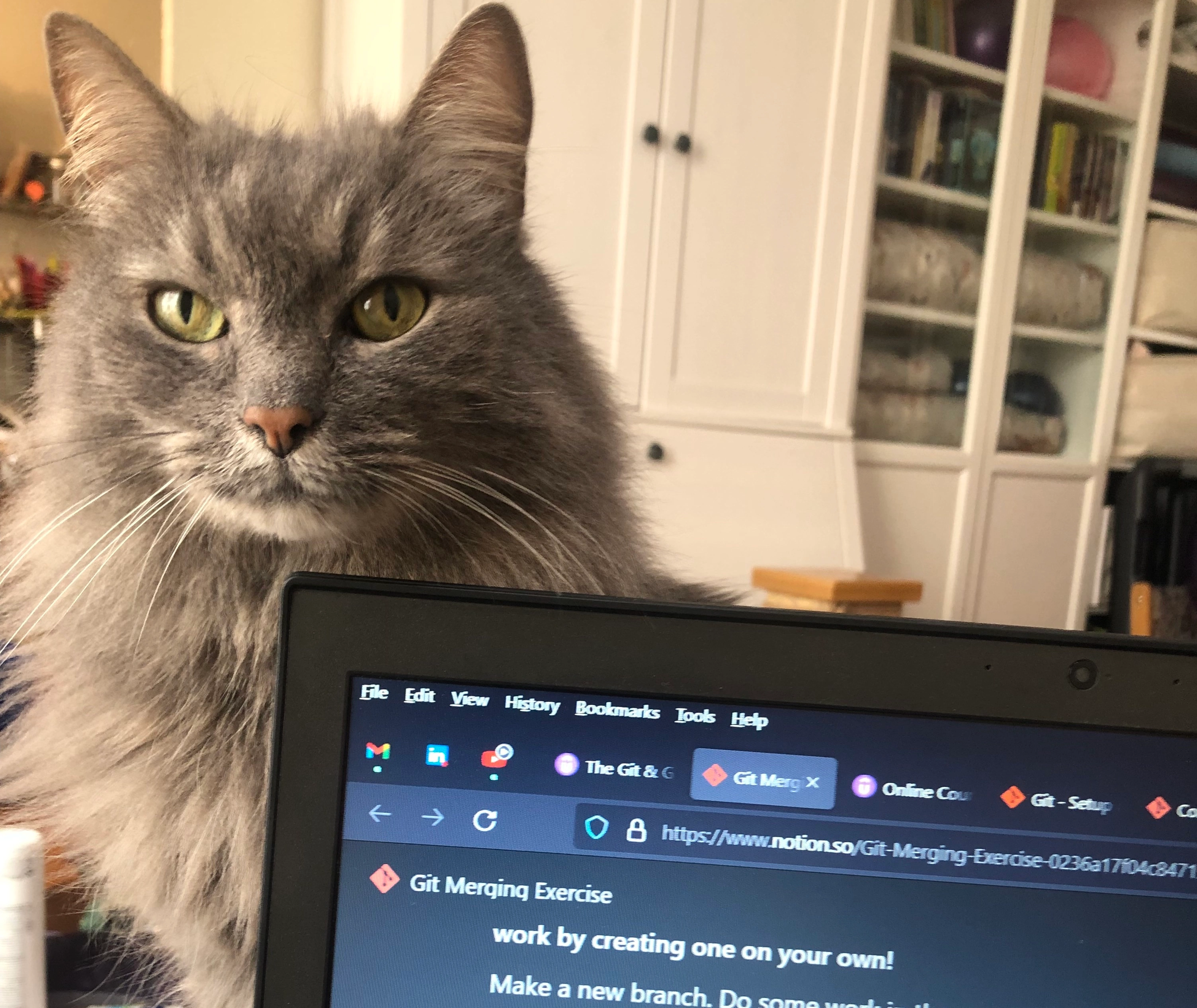 Grey long haired cat peaking up over a laptop screen. The screen has a Git merging exercise on it and multiple tabs open. There's a set of white bookcases in the background. Some have solid doors, some have glass doors.