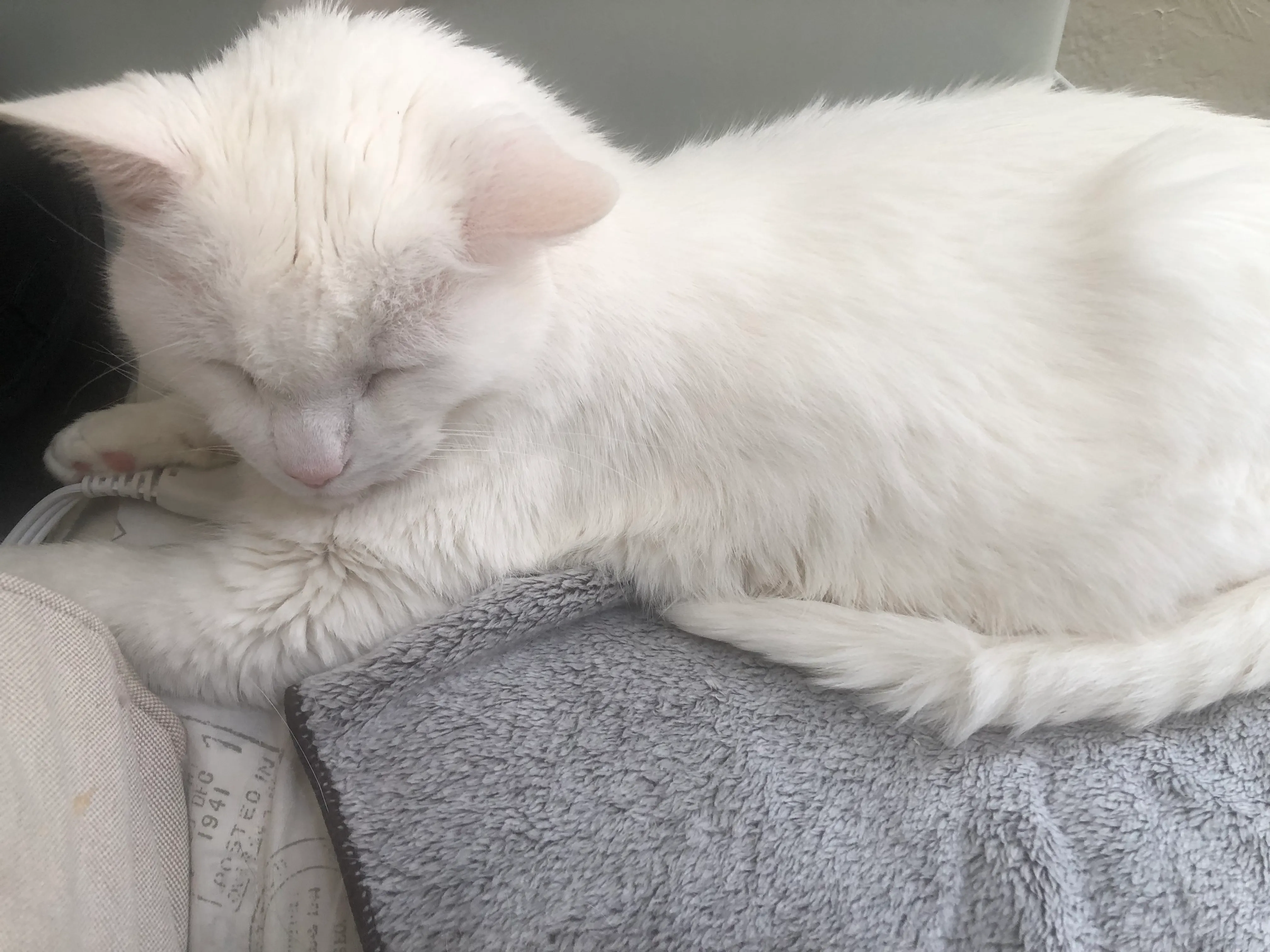 Kitten -a white cat- napping on the back of the couch